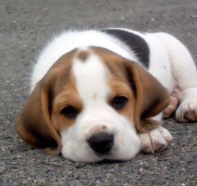 Get purebred beagle puppies in az