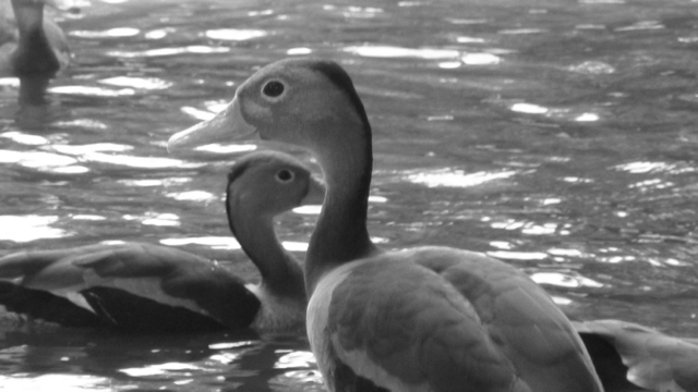 duck picture