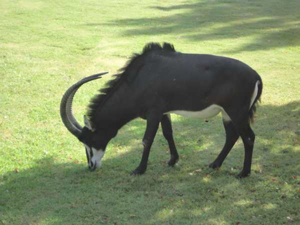Ibex picture