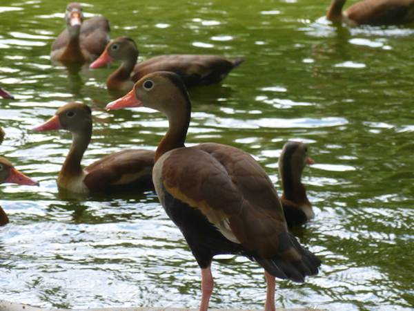 duck picture