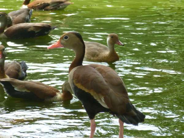 wild duck picture