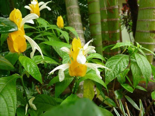 flower over green