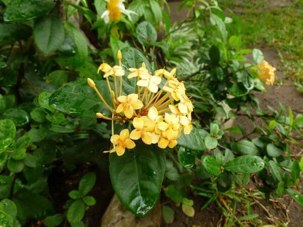 White and yellow flowers