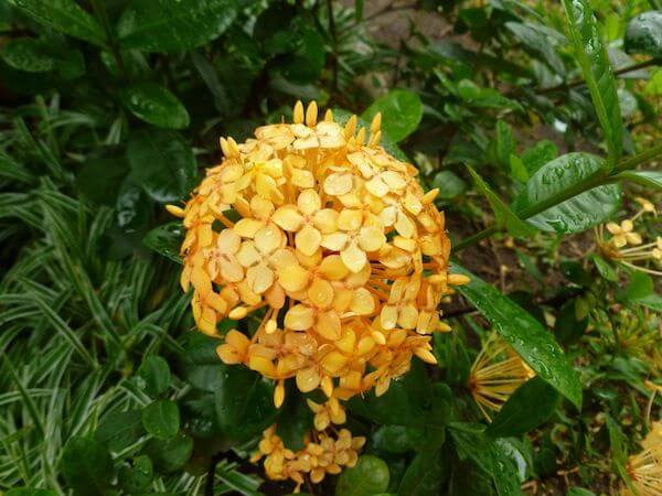 Garden photo