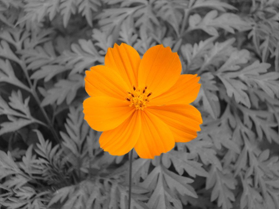Color picture with black and white background