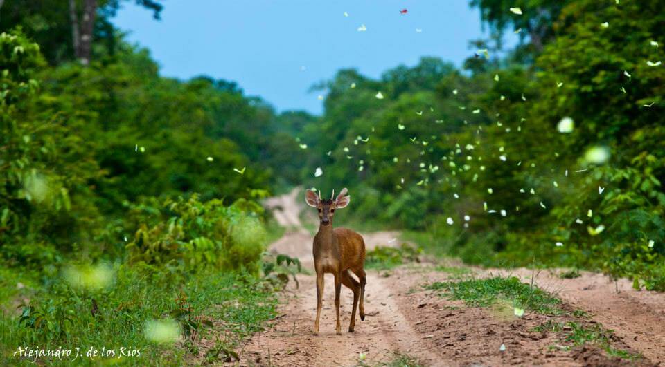 deer on the road
