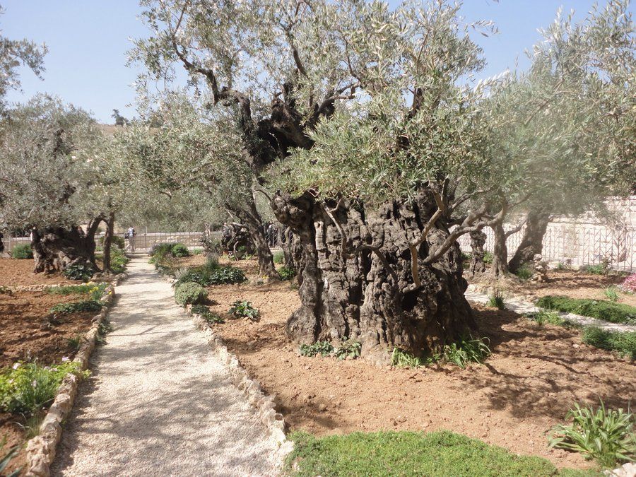 Mount of Olives