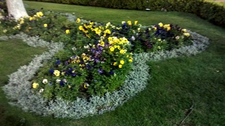 La Paz Flowers