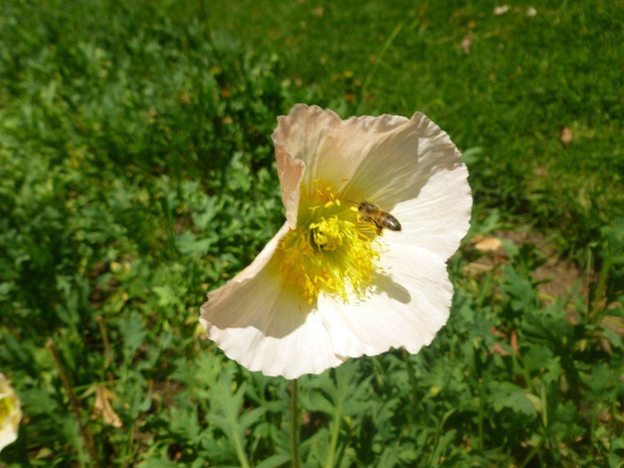 Bee on a flower
